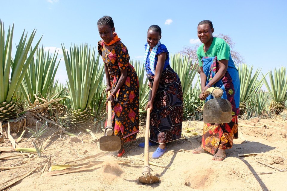 Women cultivating the soil in a field of sisal.